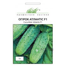 Семена Огурца Атлантис F1, 15 шт, Bejo, Голландия, Семена Pro seeds